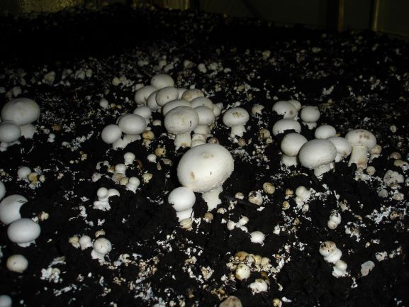 Grey-brown spots on mushrooms due to water splash 